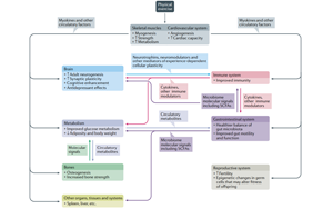 吃藥=運(yùn)動(dòng)？Nature子刊綜述運(yùn)動(dòng)“成藥”靶點(diǎn)及前景