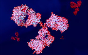 人和動物免疫球蛋白IgG