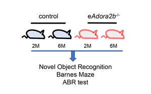 阻止認(rèn)知及聽(tīng)力衰退，Plo Bio新文給出新思路：血液中的這種蛋白質(zhì)是關(guān)鍵