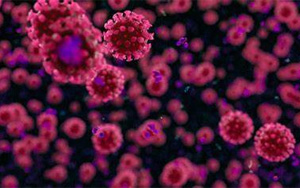 冠狀病毒如何利用宿主的抗病毒防御機(jī)制進(jìn)行有效復(fù)制