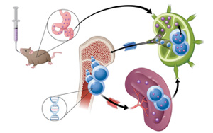 通過腸道淋巴系統(tǒng)吸收？！藥物吸收新途徑 靶向小鼠癌細(xì)胞