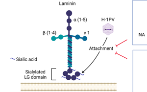 Nature子刊：威脅人類健康的兩大“殺手”病毒和癌細胞，兩強相遇誰會“陣亡”？