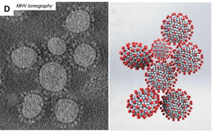 研究發(fā)現(xiàn)，冠狀病毒的形狀會(huì)影響其傳播