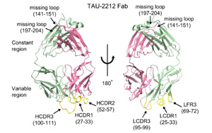 真的有可以中和所有已知COVID-19毒株的抗體？