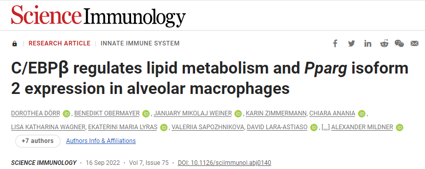 研究發(fā)現(xiàn)積聚的脂質(zhì)使巨噬細胞膨脹并產(chǎn)生泡沫%