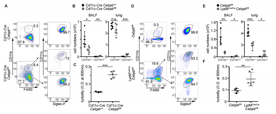 根據(jù)Cebpb缺乏小鼠的肺泡巨噬細胞分析