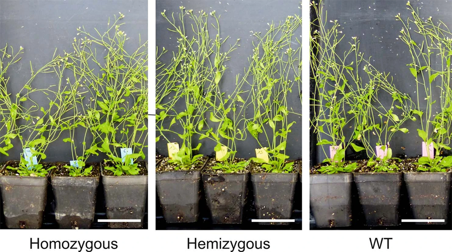 純合、半合和野生植物的表型分析