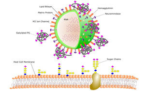 《PNAS》我們?yōu)槭裁纯偪释疤妓保咳梭w微生物以植物糖為食