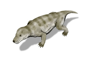 PNAS：所有哺乳動(dòng)物共同祖先的基因組