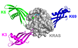 Nature子刊：鎖定“不可成藥靶點”，攻克臭名昭著的癌基因