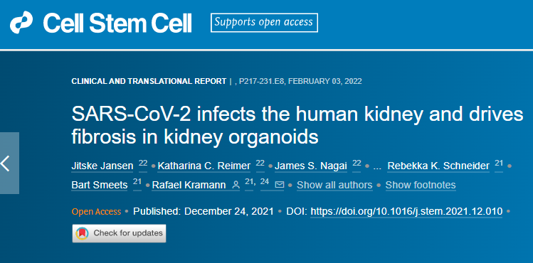 研究發(fā)現(xiàn)新冠病毒可以直接感染腎細(xì)胞誘導(dǎo)細(xì)胞損傷并隨后發(fā)生纖維化 研究發(fā)現(xiàn)新冠病毒可以直接感染腎細(xì)胞誘導(dǎo)細(xì)胞損傷并隨后發(fā)生纖維化