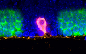 將聚光燈對準(zhǔn)組織中的細(xì)胞，這樣RNA就可以講述它們的故事！