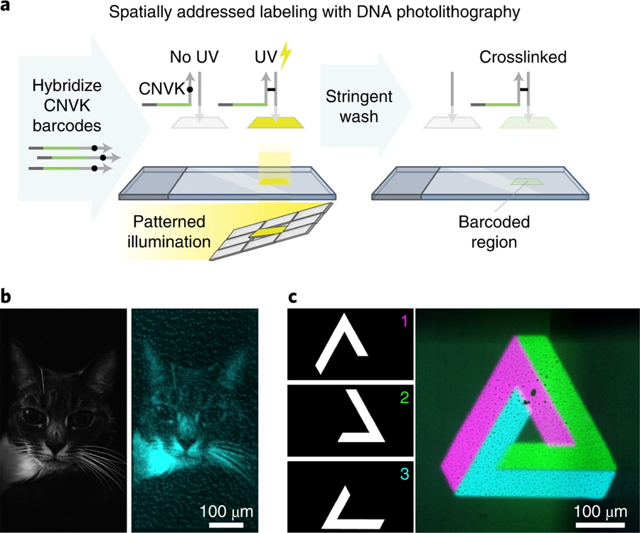 光控DNA光交聯(lián)
