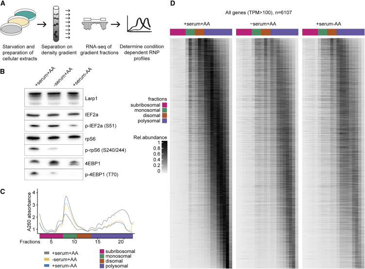 饑餓對轉(zhuǎn)譯效率和mRNA豐度的全面影響 饑餓對轉(zhuǎn)譯效率和mRNA豐度的全面影響