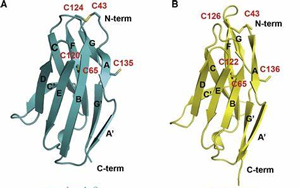 直到現(xiàn)在，科學(xué)家才破解了免疫系統(tǒng)中最重要的受體之一的分子結(jié)構(gòu)