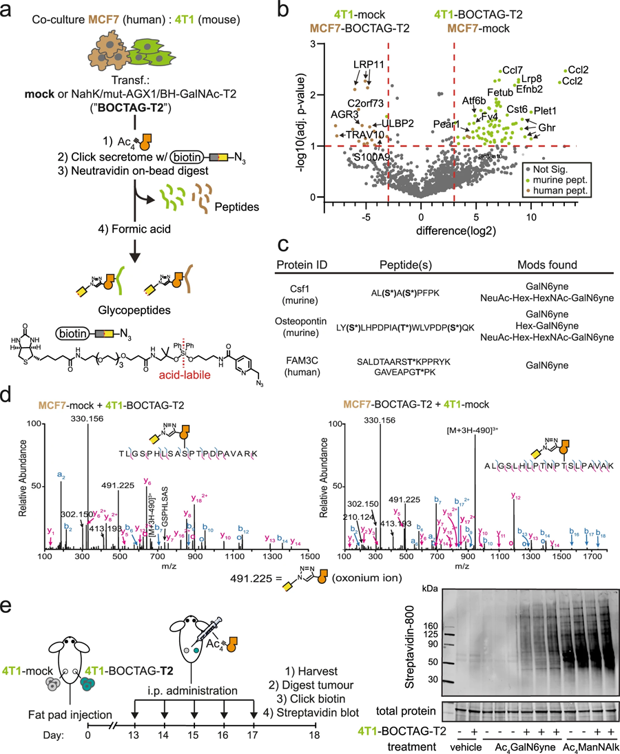 BOCTAG在共培養(yǎng)和體內(nèi)憑細胞特異性標(biāo)記糖蛋白