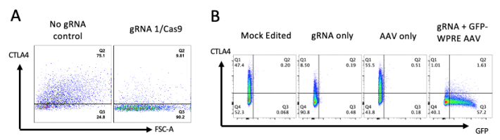 編輯CTLA-4基因和校正位點(diǎn)突變 編輯CTLA-4基因和校正位點(diǎn)突變