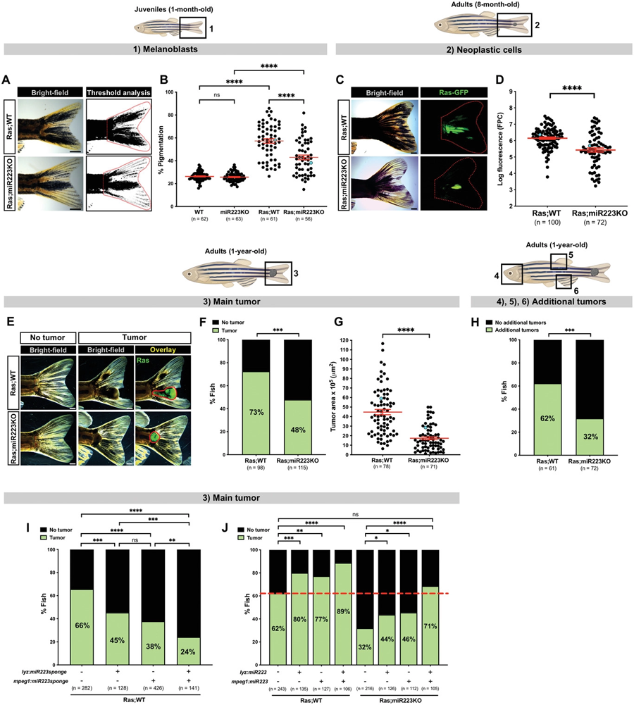 miR223抑制延緩斑馬魚的癌癥進(jìn)展體
