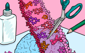Cell Rep：隨著個體年齡的增長，大腦中RNA編輯的速度是如何增加的