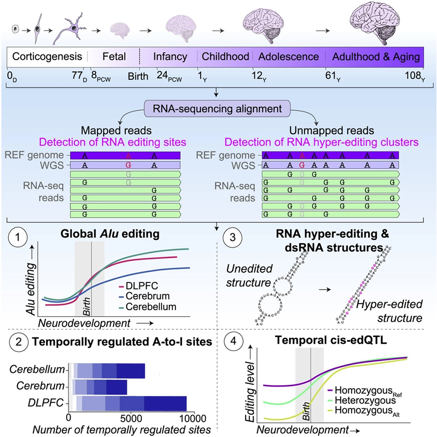 Alu編輯活動(dòng)受到嚴(yán)格調(diào)控，并在整個(gè)神經(jīng)發(fā)育過(guò)程中增加