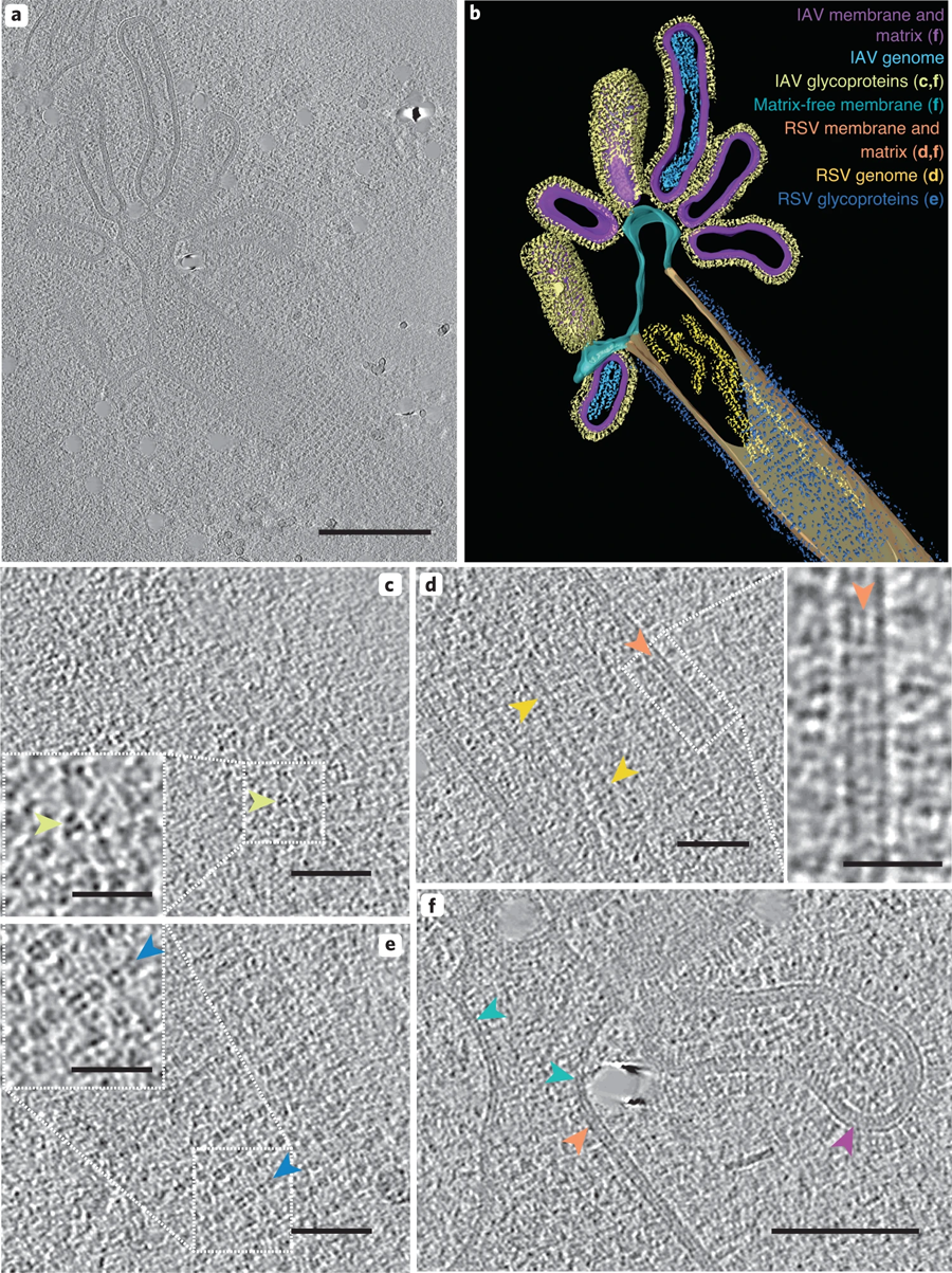 混合病毒顆粒包含IAV和RSV樣結構區(qū)域