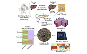 研究發(fā)現，古老的疾病有可能使肝臟再生？！