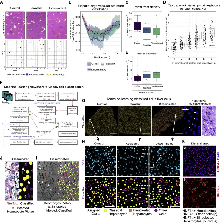 細(xì)菌誘導(dǎo)的體內(nèi)肝器官生長(zhǎng)維持正常的肝小葉和血管微結(jié)構(gòu)