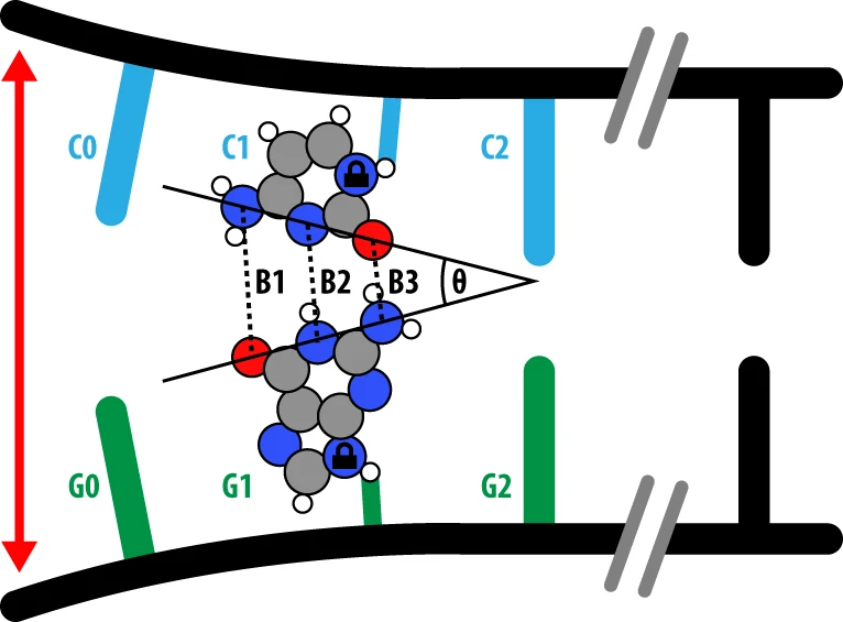 用于研究鳥嘌呤-胞嘧啶正則和互變異構(gòu)堿基對是如何分開的分離方案