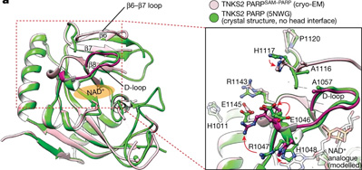 利用獲得諾貝爾獎技術，Nature新研究揭示了一種涉及廣泛細胞過程的關鍵蛋白質機制