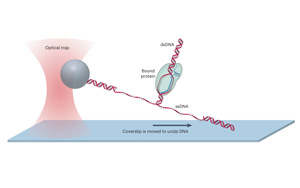 解答CRISPR技術核心問題：如何微調Cas蛋白質對DNA的控制