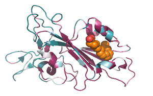 能一勞永逸解決從SARS到Omicron乃至未來變種？發(fā)現(xiàn)致命冠狀病毒共同特征！
