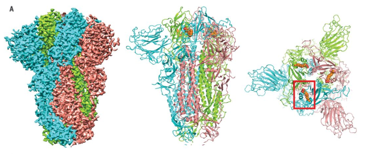 S蛋白三聚體在電子冷凍顯微鏡下，橙色分子為LA