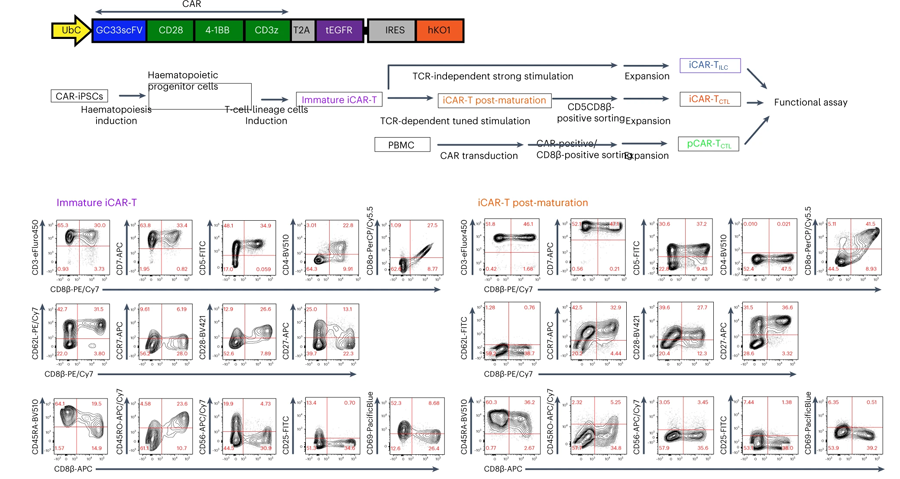 iCAR-T CTL在體內(nèi)抑制腫瘤發(fā)展并聚集在腫瘤位點強于iCAR-T ILC但不及pCAR-T CTL