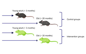 延長壽命不等于延緩衰老，Nature子刊對(duì)三種抗衰老療法提出質(zhì)疑