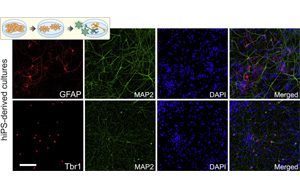 細胞編程，再現(xiàn)人類細胞獨特特征的神經(jīng)網(wǎng)絡