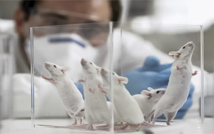 PNAS：最新發(fā)現(xiàn)！常見的甜味劑阿斯巴甜或與焦慮癥發(fā)生直接相關