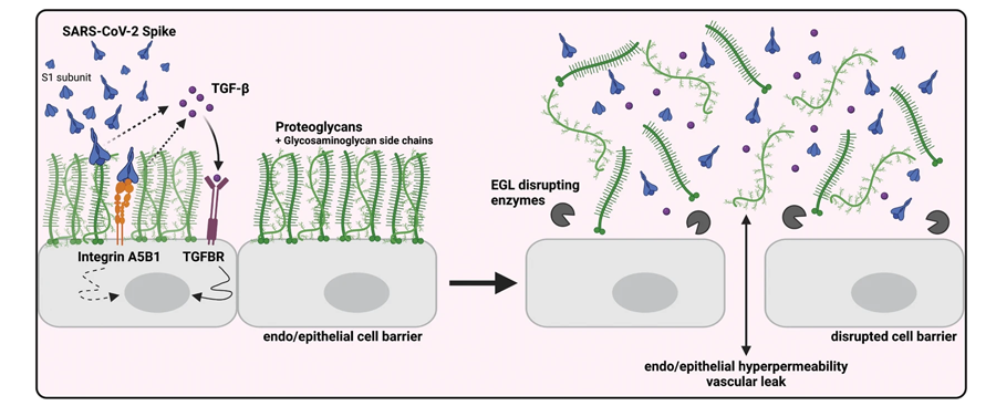 SARS-CoV-2 S觸發(fā)TGF-β的產(chǎn)生，TGF-β信號(hào)傳導(dǎo)是S介導(dǎo)的屏障功能障礙所必需的