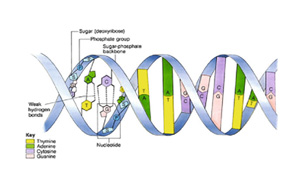 核苷酸類產(chǎn)品在生化診斷中的應(yīng)用