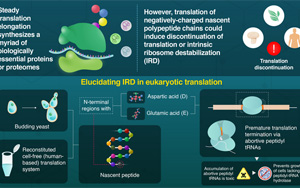 翻譯中迷失：“危險的”氨基酸如何中止蛋白質(zhì)合成的延伸
