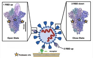 Nature最新研究找到新冠病毒的弱點(diǎn)！