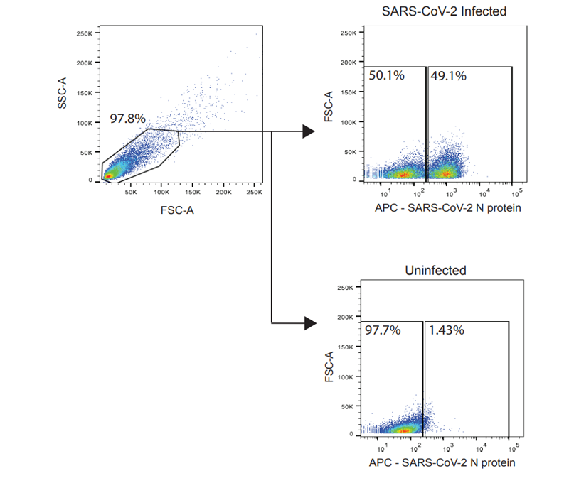 通過流式細(xì)胞術(shù)檢測(cè)SARS-CoV-2感染細(xì)胞的門控策略 通過流式細(xì)胞術(shù)檢測(cè)SARS-CoV-2感染細(xì)胞的門控策略