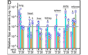 感染新冠誘發(fā)心肌炎？或因病毒S蛋白導(dǎo)致心肌纖維化和收縮功能受損