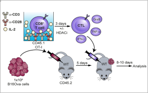 腫瘤治療“黑馬”登場(chǎng)！Nature子刊：100萬(wàn)億腸道細(xì)菌打破CAR-T實(shí)體瘤魔咒