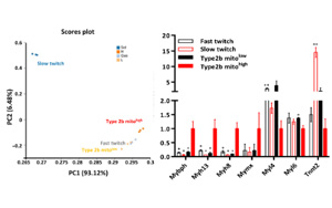 帕金森治療有望！科學(xué)家在小鼠四肢中發(fā)現(xiàn)“超快”肌肉纖維