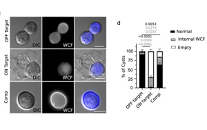CRISPR篩選發(fā)現(xiàn)巨型病毒竟然來自小病毒！