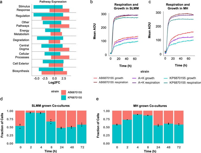 鮑曼氏桿菌AB6870155和肺炎克雷伯菌KP6870155的的呼吸、生長(zhǎng)和基因表達(dá)