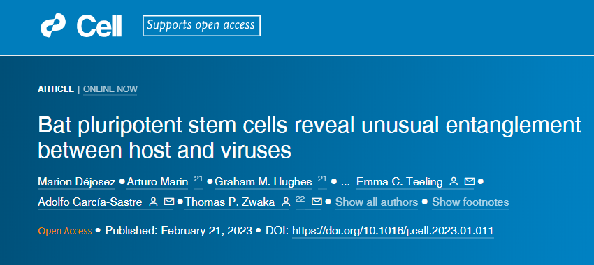 研究人員從蝙蝠身上培育出了第一個誘導(dǎo)多能干細胞(iPSCs) 研究人員從蝙蝠身上培育出了第一個誘導(dǎo)多能干細胞(iPSCs)