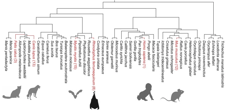 蝙蝠多能干細胞的獨特特性 蝙蝠多能干細胞的獨特特性