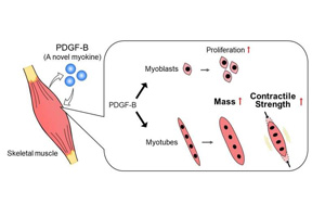 意想不到的發(fā)現(xiàn)：一種可以促進(jìn)肌肉生長和力量的外泌體