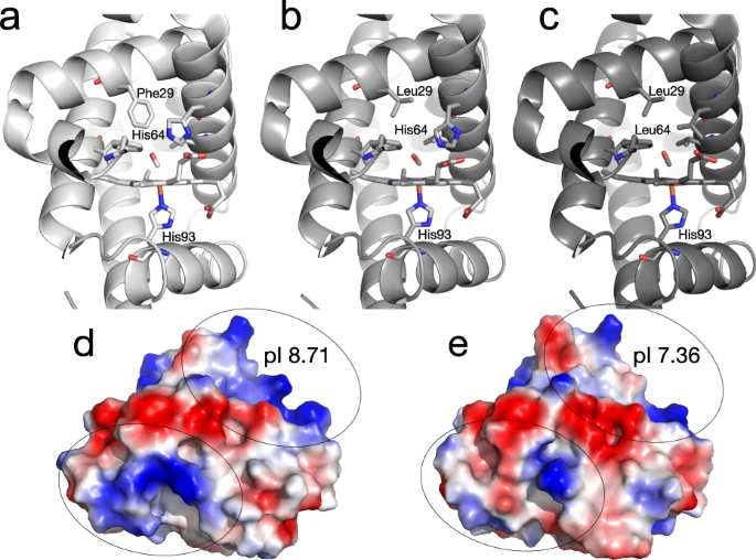 本研究中檢測了不同的肌紅蛋白變體 本研究中檢測了不同的肌紅蛋白變體
